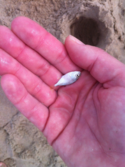 Trachinotus carolinus