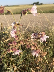 Mirabilis linearis linearis