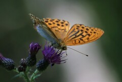 Argynnis paphia