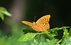Argynnis paphia