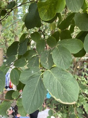 Magnoliopsida
