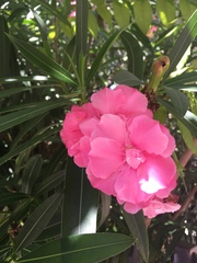 Nerium oleander