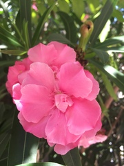 Nerium oleander