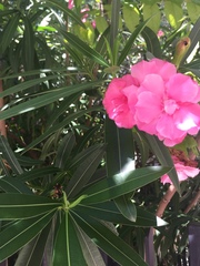Nerium oleander