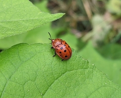 Chelymorpha phytophagica