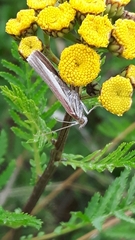Oncocera semirubella