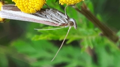 Oncocera semirubella