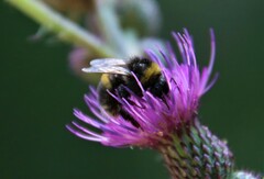 Bombus lucorum