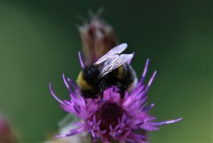Bombus lucorum