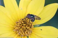 Copestylum vesicularium