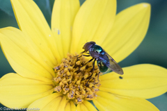 Copestylum vesicularium