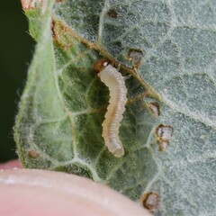 Euura leucosticta