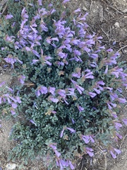 Penstemon ellipticus