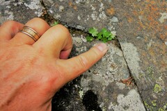 Sullivantia hapemanii