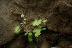 Sullivantia hapemanii