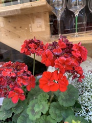 Pelargonium
