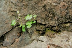 Sullivantia hapemanii