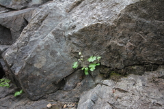 Sullivantia hapemanii