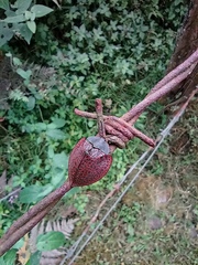 Cyrtonota textilis