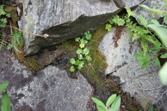 Sullivantia hapemanii