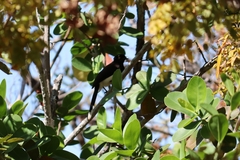 Cyanocorax cyanopogon