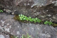 Sullivantia hapemanii
