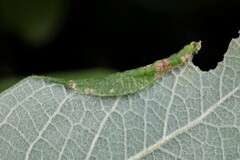 Euura leucosticta