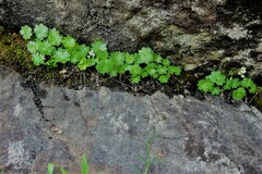Sullivantia hapemanii