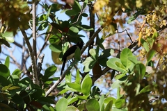 Cyanocorax cyanopogon