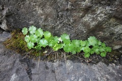 Sullivantia hapemanii