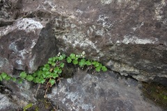 Sullivantia hapemanii