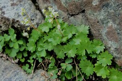 Sullivantia hapemanii