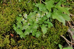 Sullivantia hapemanii
