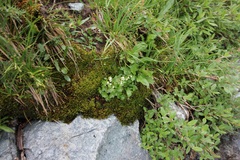 Sullivantia hapemanii