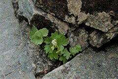 Sullivantia hapemanii