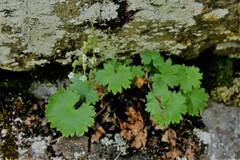 Sullivantia hapemanii