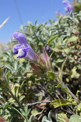 Salvia heldreichiana
