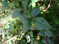 Cotoneaster bullatus