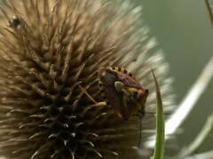 Carpocoris purpureipennis