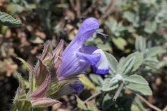 Salvia heldreichiana