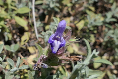Salvia heldreichiana