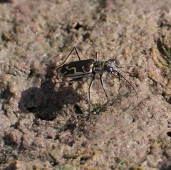 Ellipsoptera sperata