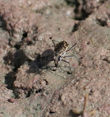 Ellipsoptera sperata