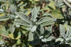 Salvia heldreichiana