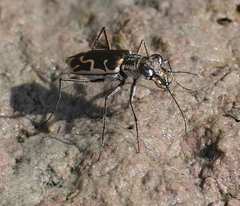 Ellipsoptera sperata