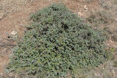 Salvia heldreichiana