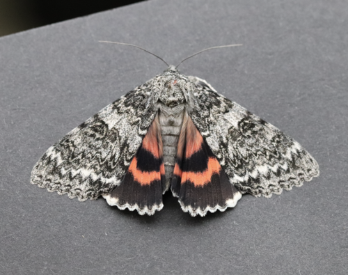 Once-married Underwing photo 5