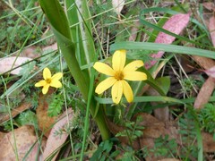 Tagetes zypaquirensis