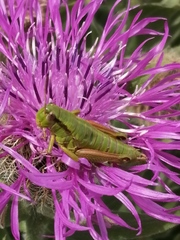 Chortopodisma cobellii