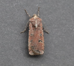 Euxoa ochrogaster